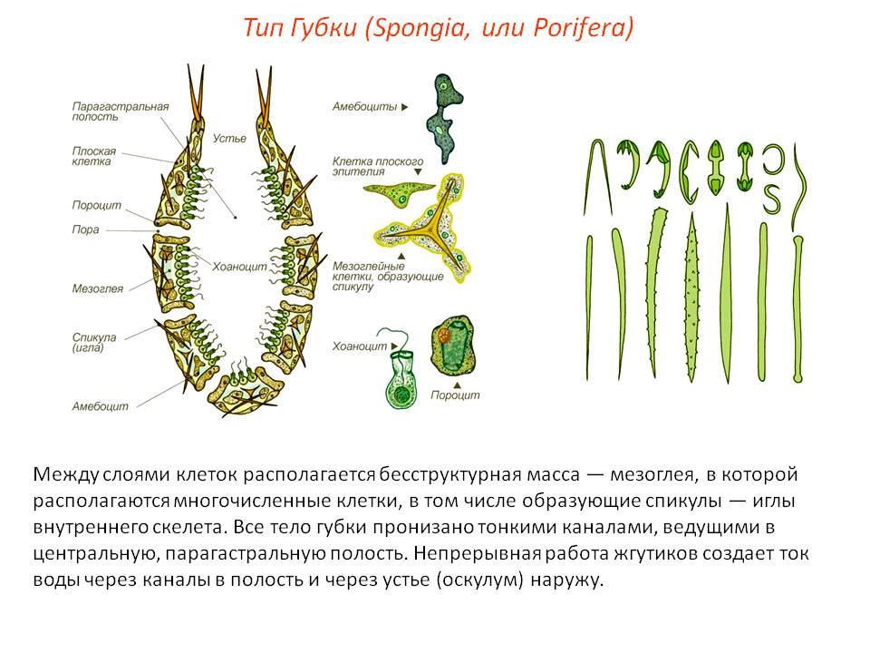 Ссылка кракен официальная тор