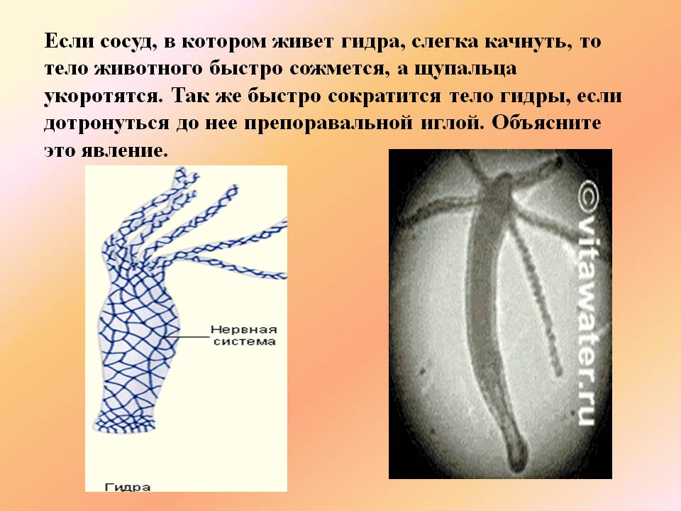 Кракен вход krakens13 at